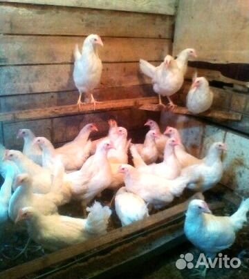 Фото петуха декалб с окрасом коричневого оттенка. Цыпленок хайсекс. Цыпленок хайсекс. Хайсекс уайт куры белые. Цыпленок хайсекс.