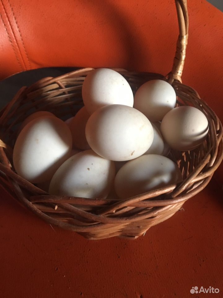 Домашнии яйца купить на Зозу.ру - фотография № 6