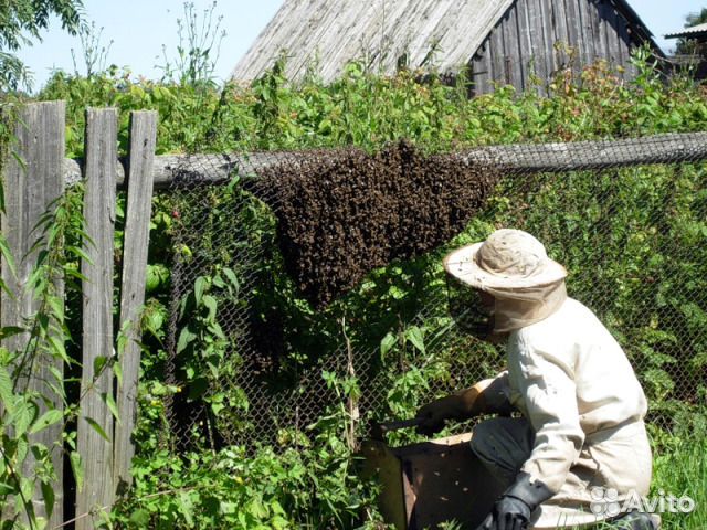 Сниму рой пчёл купить на Зозу.ру - фотография № 5