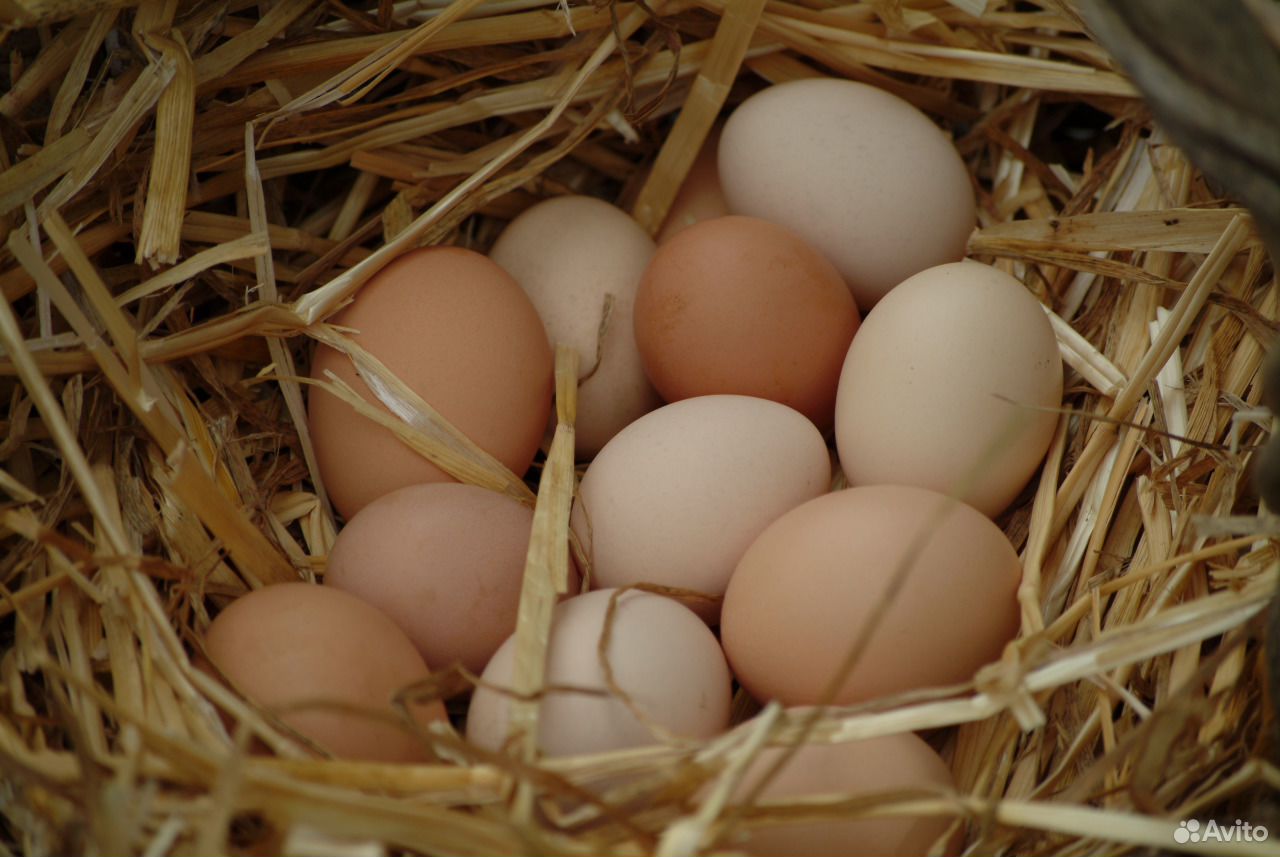 Домашней птицы инкубационное яйцо купить на Зозу.ру - фотография № 2
