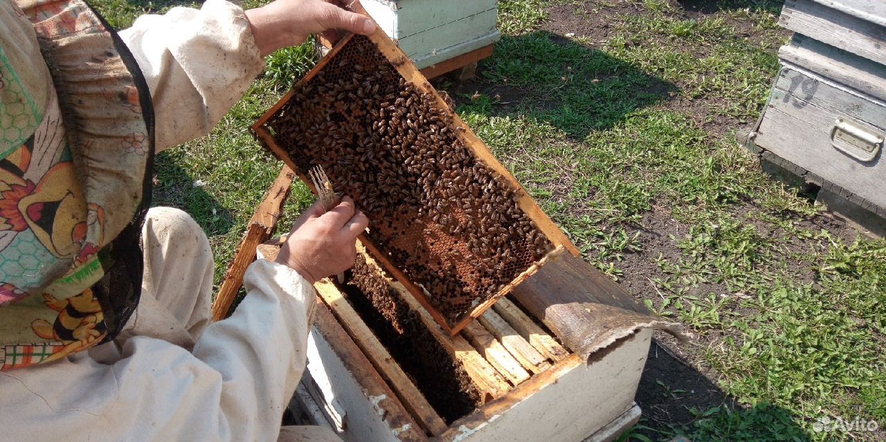 Продам пчёл купить на Зозу.ру - фотография № 3
