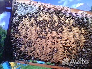 Пчелосемьи, пчелопакеты купить на Зозу.ру - фотография № 5