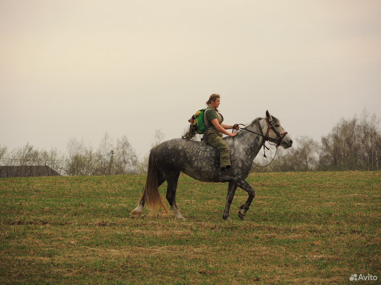 Лошадь в аренду для прогулок купить на Зозу.ру - фотография № 5