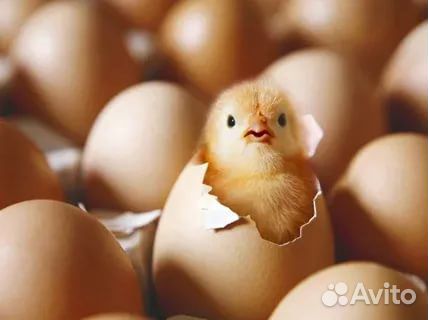 Инкубационное яйцо бройлера и индейки купить на Зозу.ру - фотография № 1