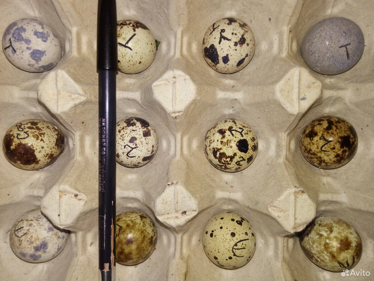 Инкубационное яйцо перепелов. 9 пород купить на Зозу.ру - фотография № 2