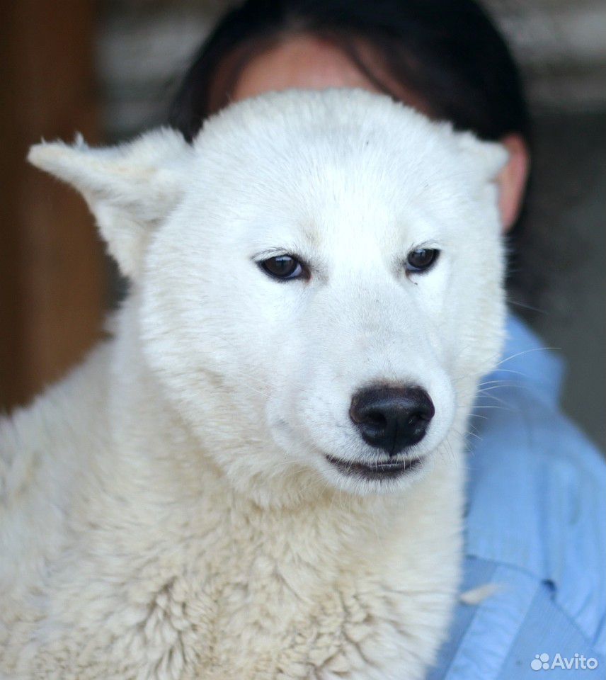 Белый волк хаски купить на Зозу.ру - фотография № 3