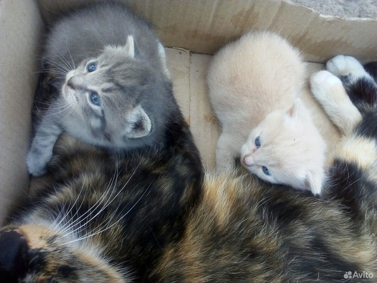 Три кота от трехцветной кошки купить на Зозу.ру - фотография № 2