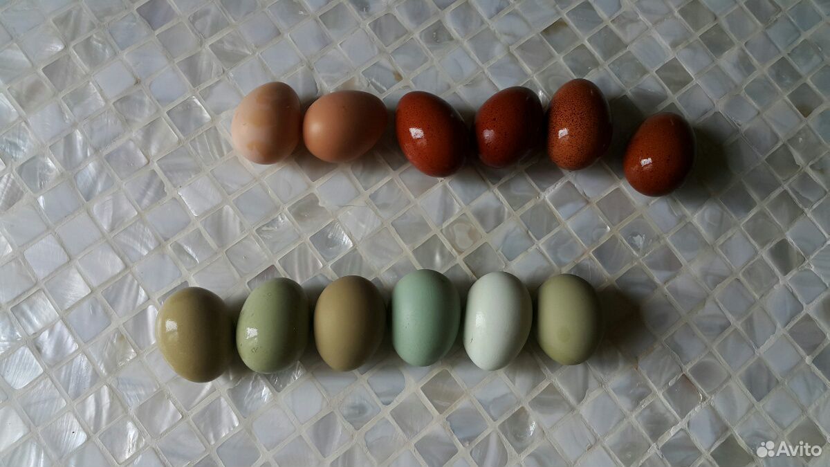Деревенское куриное яйцо купить на Зозу.ру - фотография № 4