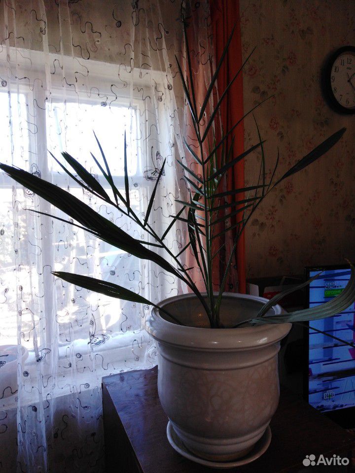 Финиковая пальма купить на Зозу.ру - фотография № 4