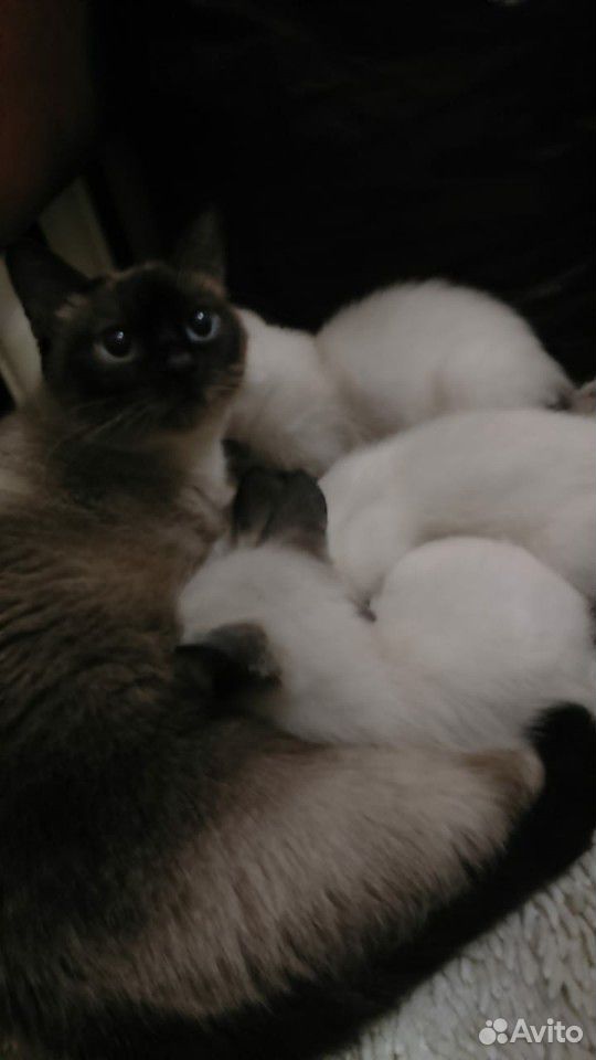 Чистокровные Тайские котята купить на Зозу.ру - фотография № 1