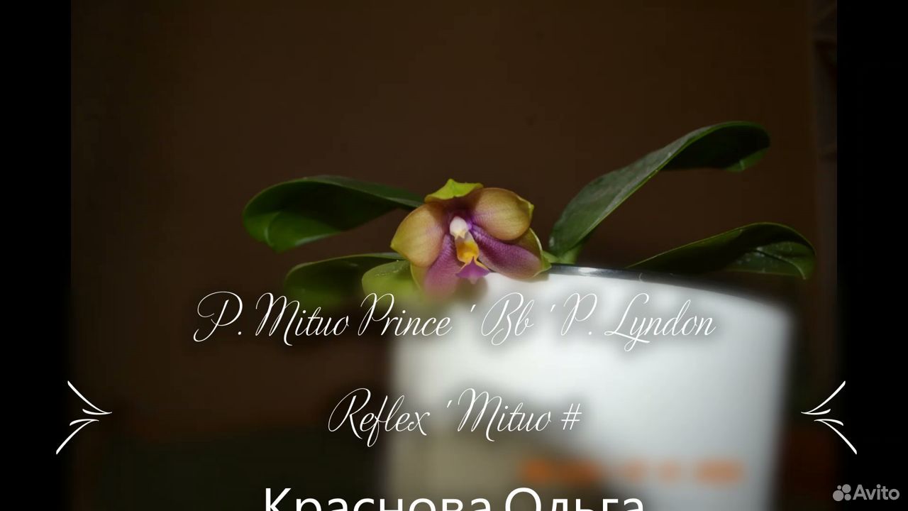 P. Mituo Prince ' Bb ' P. Lyndon Reflex ' Mituo # купить на Зозу.ру - фотография № 2