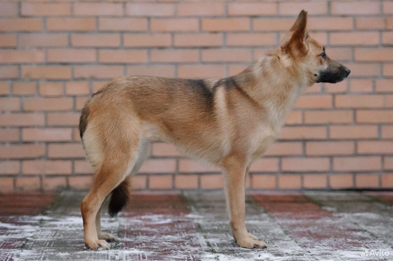 Собака лучший друг купить на Зозу.ру - фотография № 9