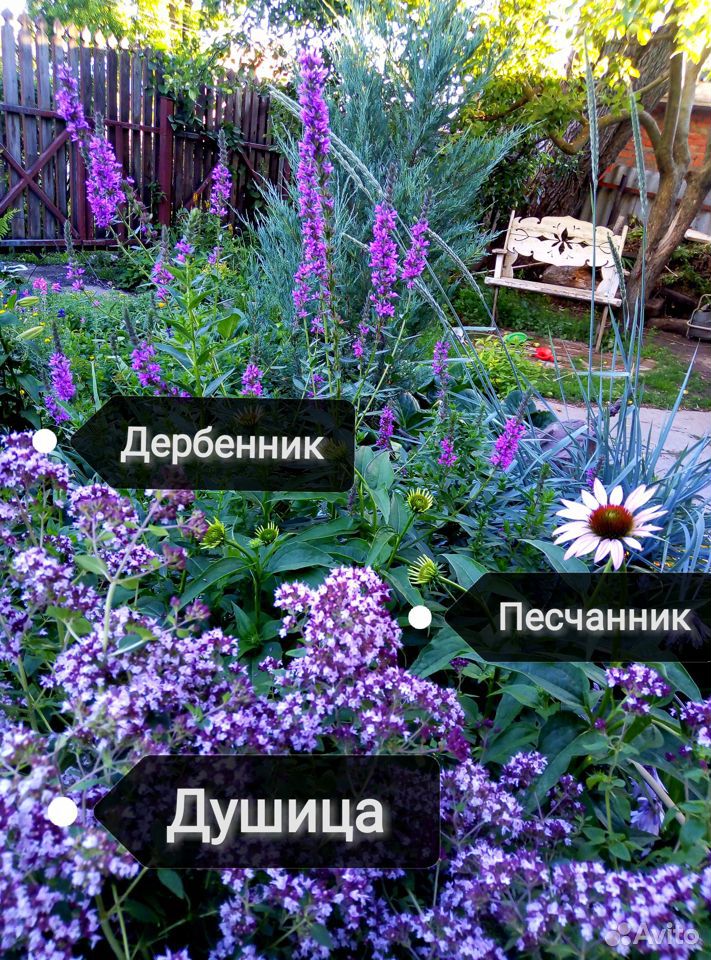 Многолетники для сада купить на Зозу.ру - фотография № 4