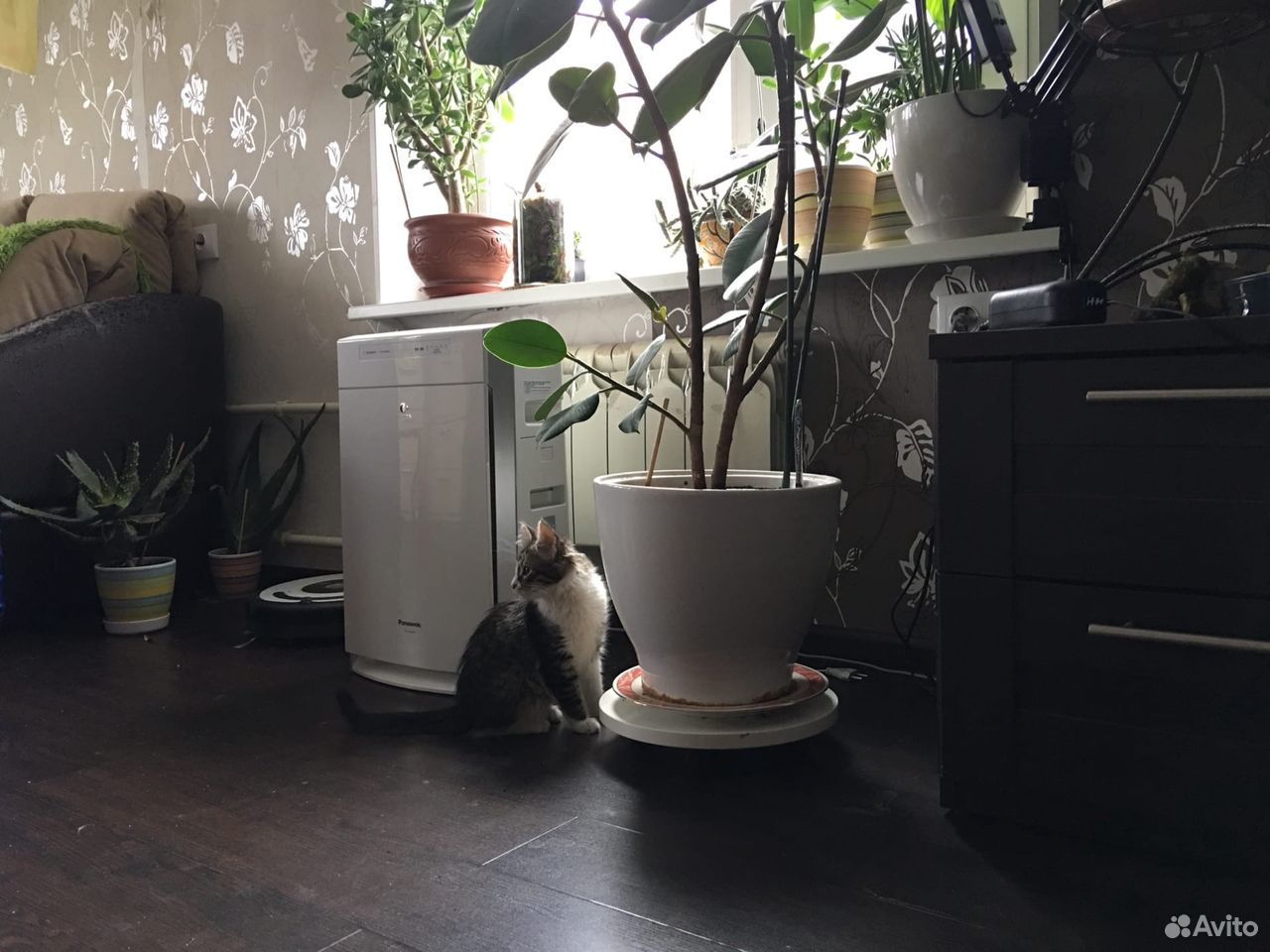 Котенок 3 месяца купить на Зозу.ру - фотография № 9