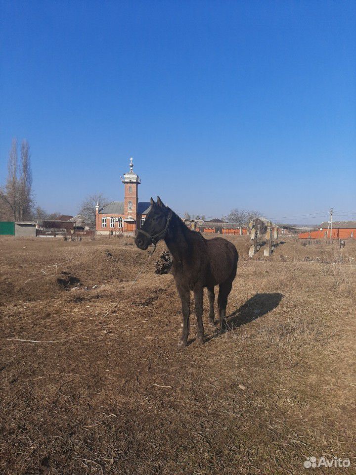 Лошадь смесь Арабо Английская парода  купить на Зозу.ру - фотография № 6
