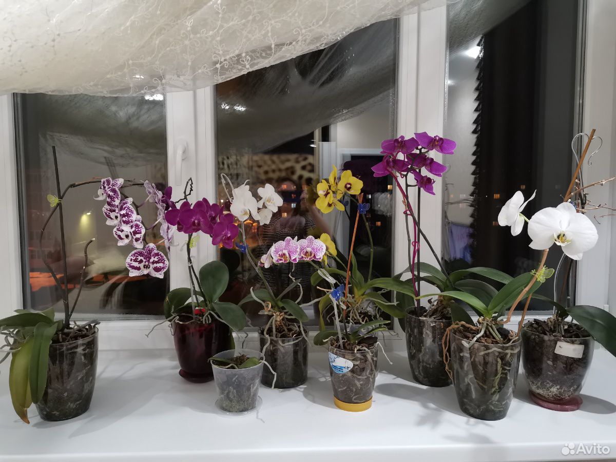 Орхидеи 9шт купить на Зозу.ру - фотография № 1