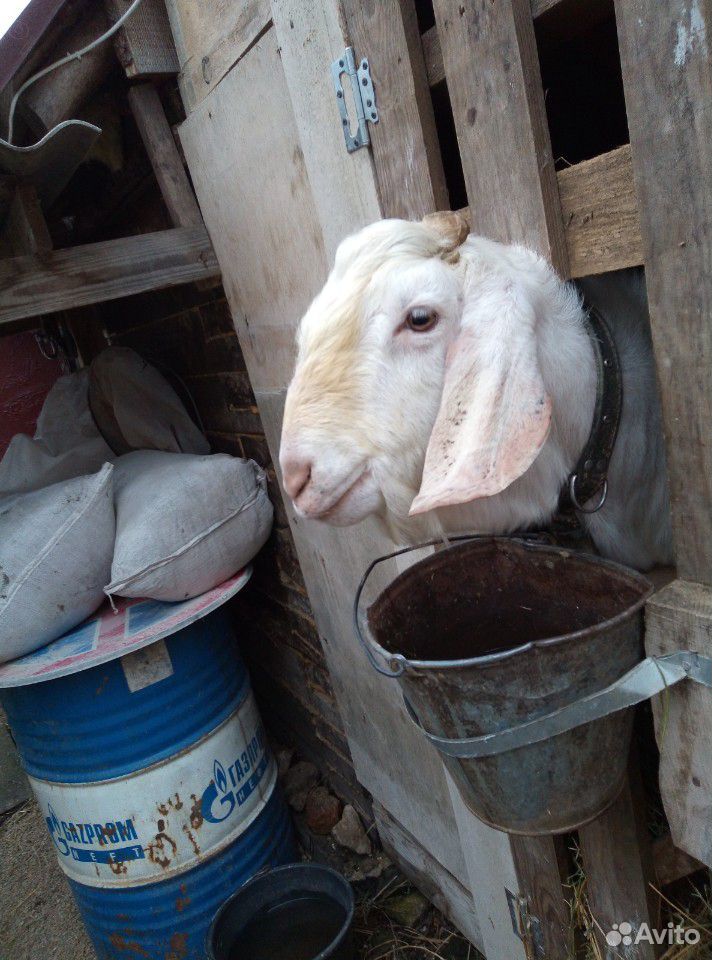 Нубийский козёл на вязку купить на Зозу.ру - фотография № 3