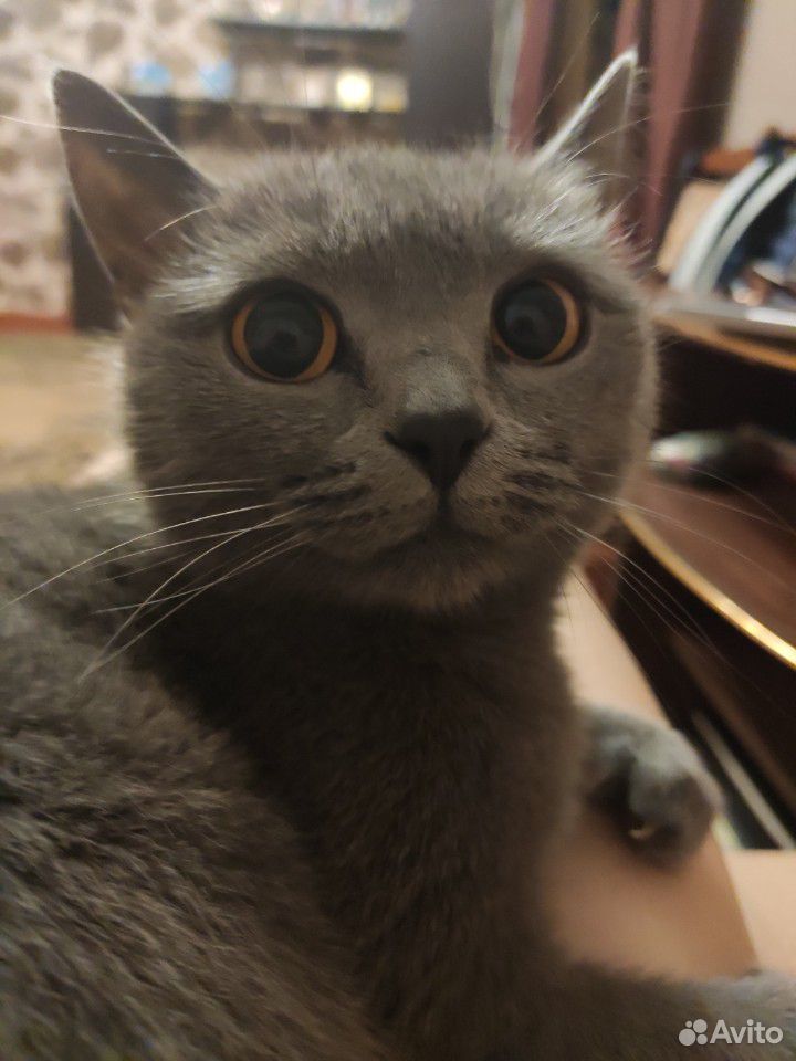Британка ищет котика для первой вязки купить на Зозу.ру - фотография № 3