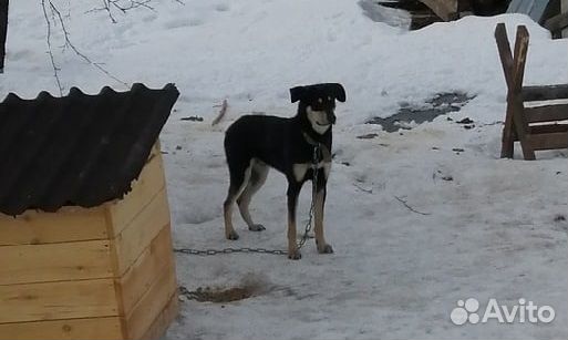 Собака ищет дом купить на Зозу.ру - фотография № 2