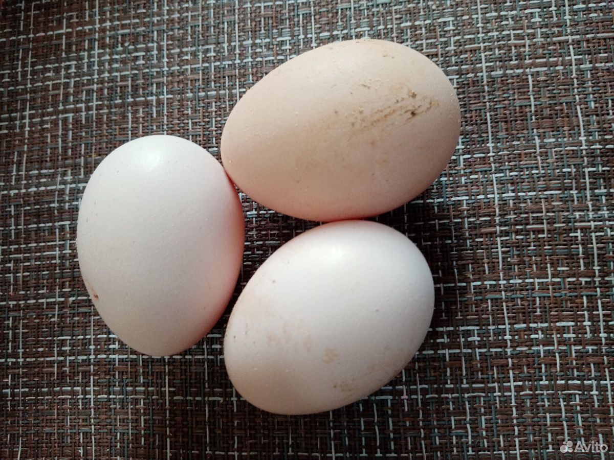 Минимясные в-66 яйцо купить на Зозу.ру - фотография № 1