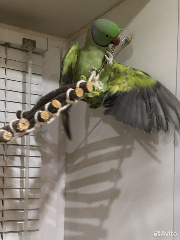 Ожереловые попугаи купить на Зозу.ру - фотография № 3