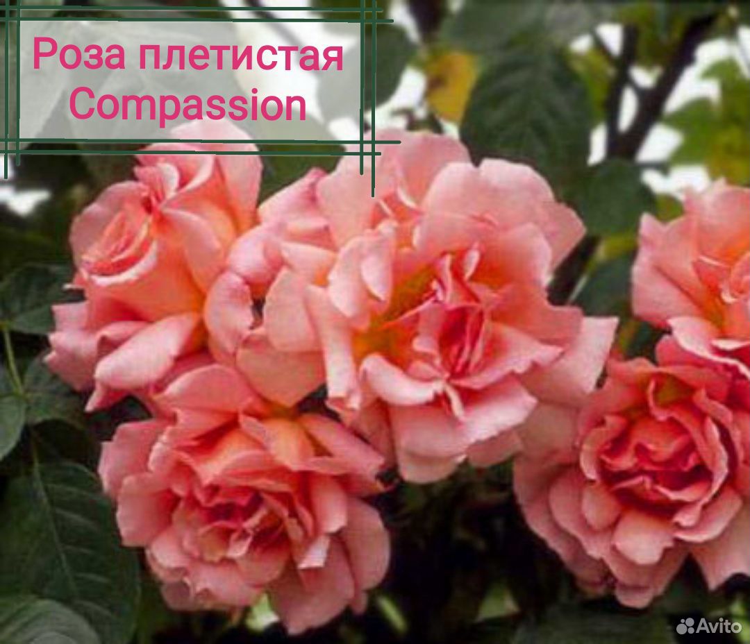 Розы Плетистые. Саженцы купить на Зозу.ру - фотография № 1