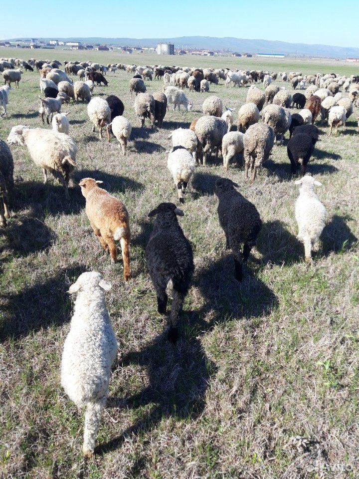 Овцы матки купить на Зозу.ру - фотография № 1