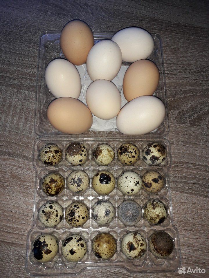 Яйца перепелиные, куриные купить на Зозу.ру - фотография № 2