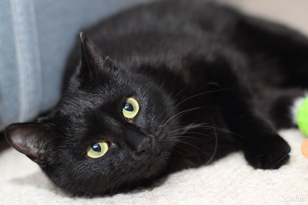Ищу черную кошку. Черны1 кот. Черный кот 1 год. Черная кошка ищет дом. Черный котенок 1 год.