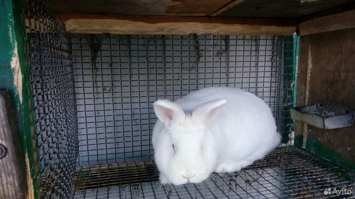 Новозеландский белый кролик купить на Зозу.ру - фотография № 5