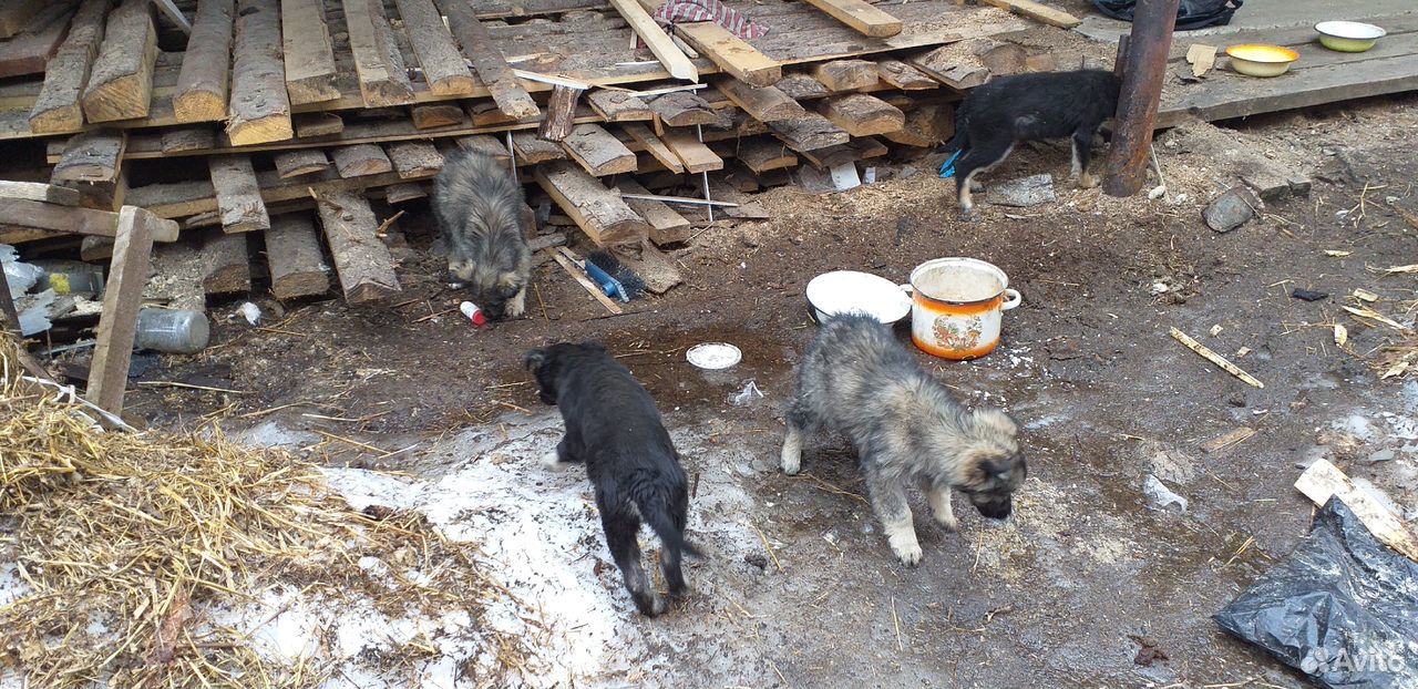 Бездомные щенки купить на Зозу.ру - фотография № 5