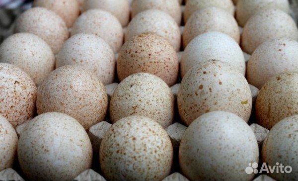 Яйца индейки купить на Зозу.ру - фотография № 1