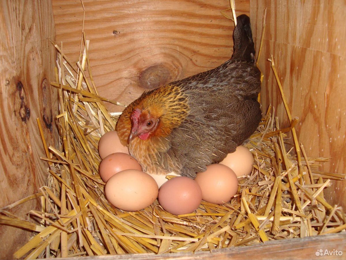 Наседка курица высиживает яйца
