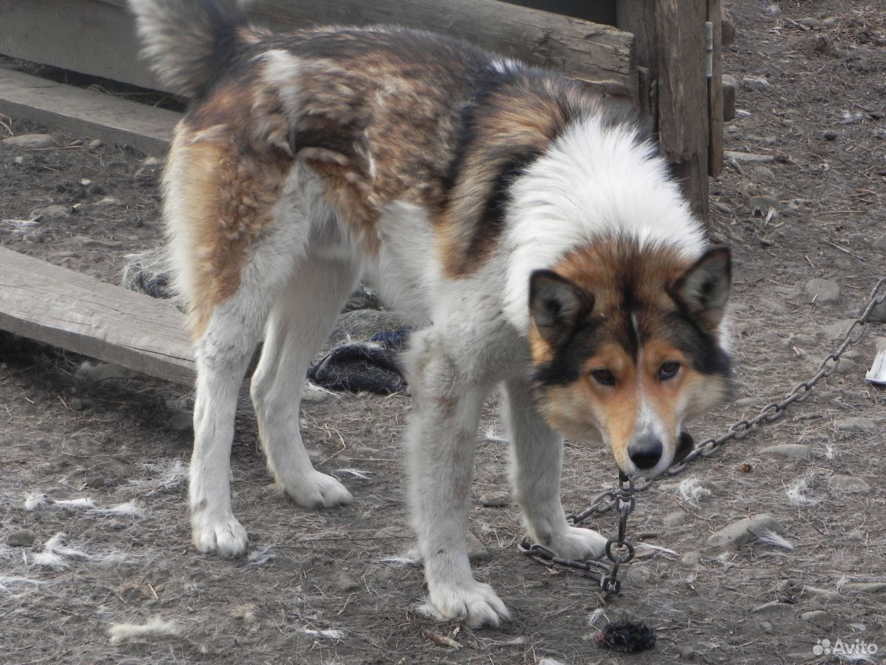 Лайчата от рабочих собак купить на Зозу.ру - фотография № 3