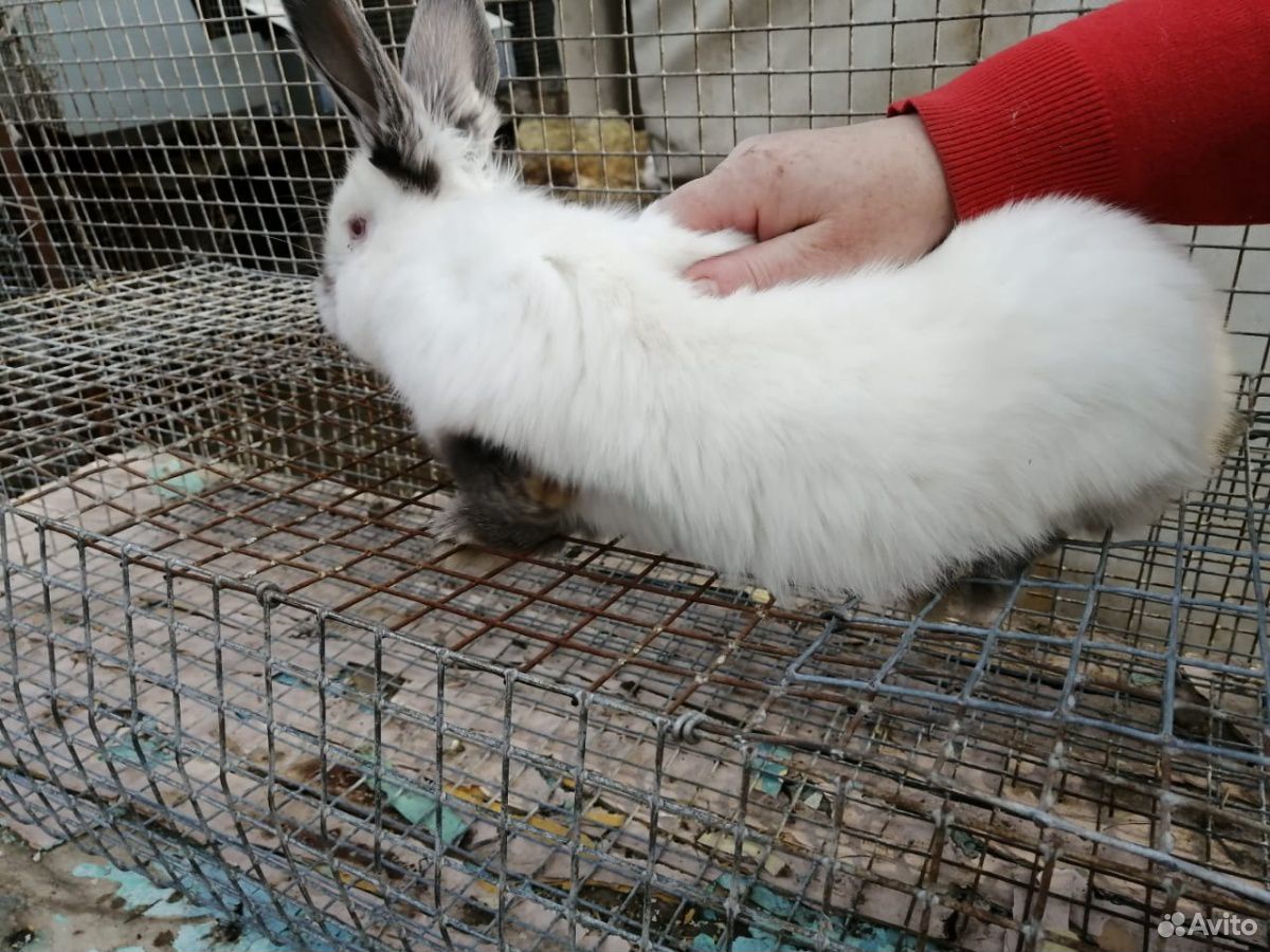 Купить Кроликов В Калужской Области Для Разведения