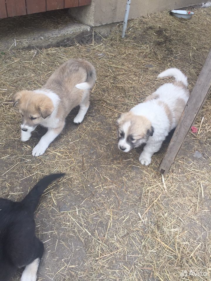 Три щенка, очень умные и красивые, сейчас им 1,5 м купить на Зозу.ру - фотография № 4