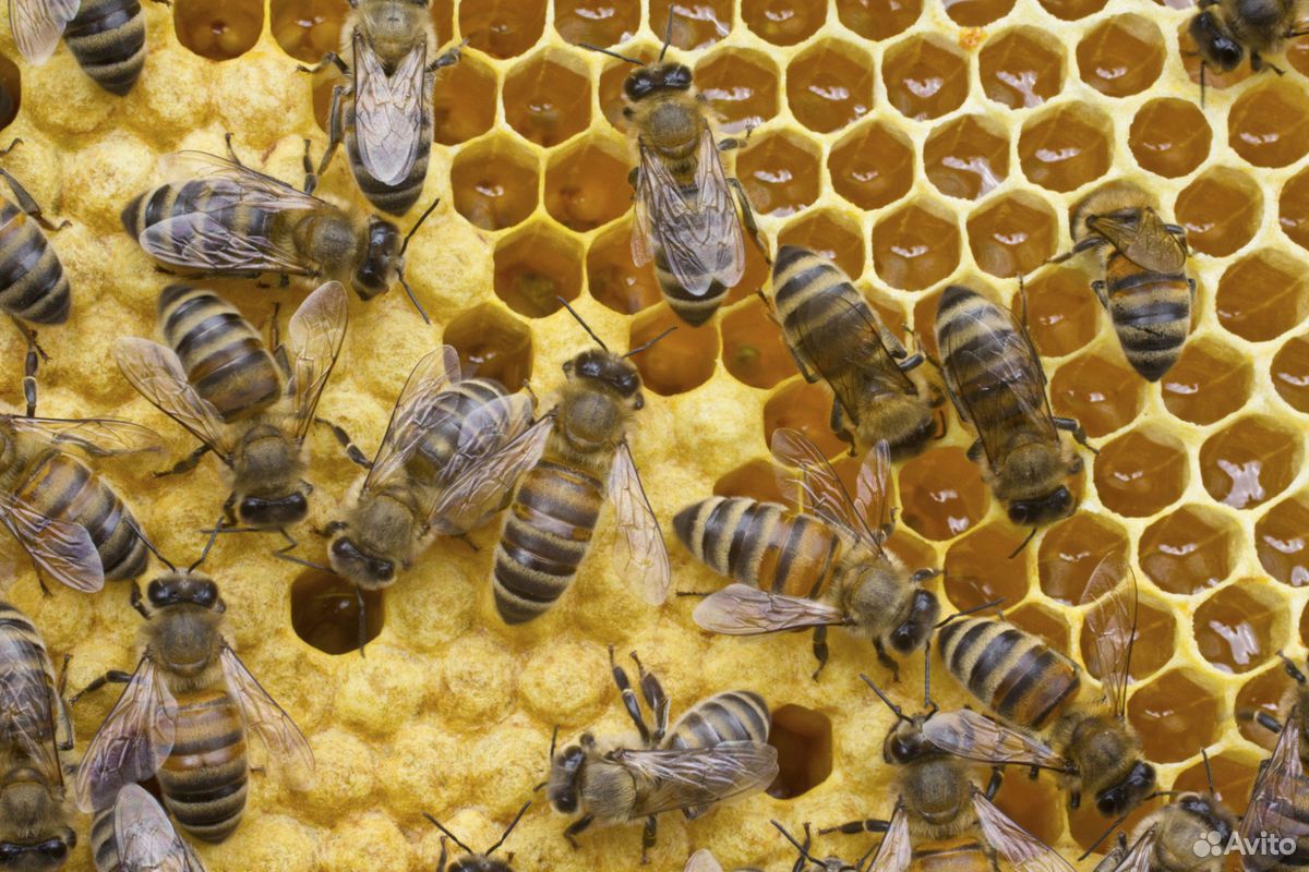 Пчёлы Пчелосемьи Улья купить на Зозу.ру - фотография № 1