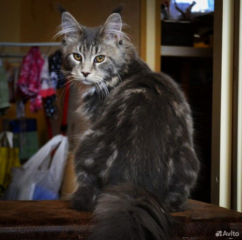 Котята Мейн-Кун (девочка) купить на Зозу.ру - фотография № 2