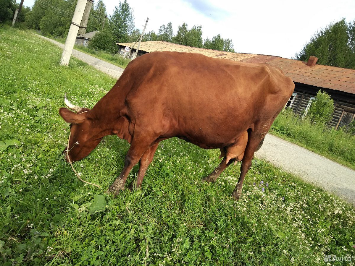 Продам суксунскую корову купить на Зозу.ру - фотография № 9