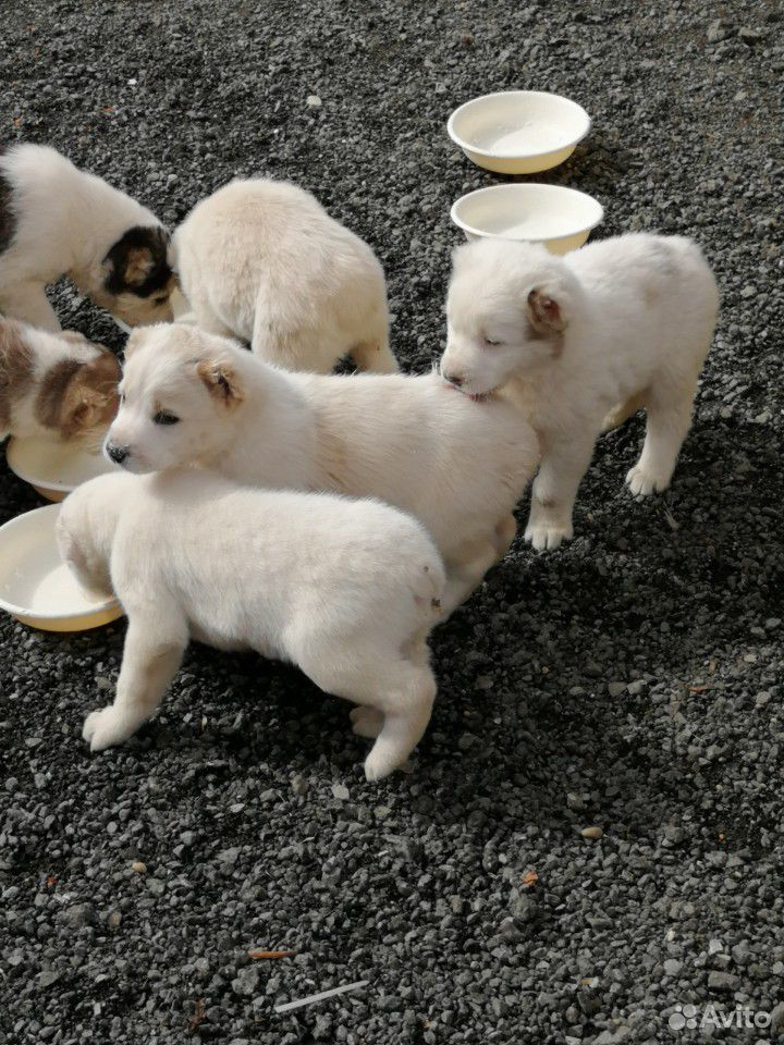 Продаются щенки Среднеазиатской овчарки (алабай) купить на Зозу.ру - фотография № 3