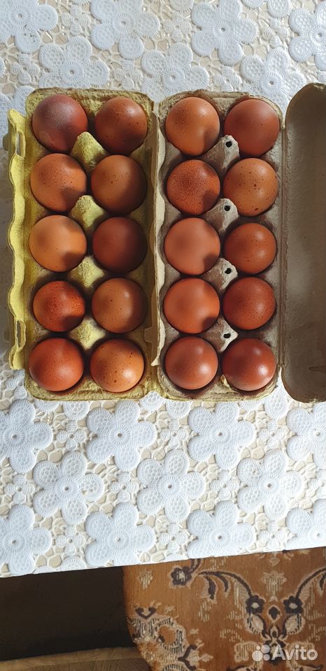Яйцо инкубационное маран черно-медный купить на Зозу.ру - фотография № 1