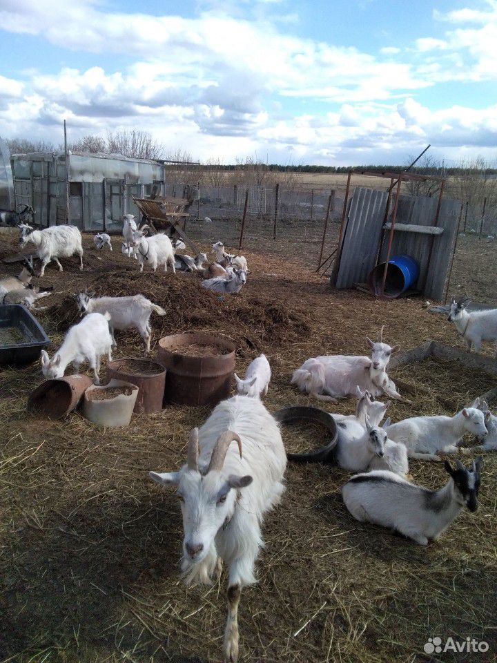 Продаю дойных коз и козлят купить на Зозу.ру - фотография № 4