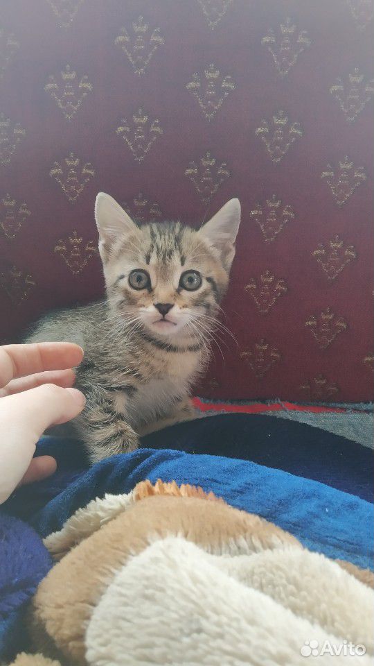 Отдадим в добрый руки кота купить на Зозу.ру - фотография № 1