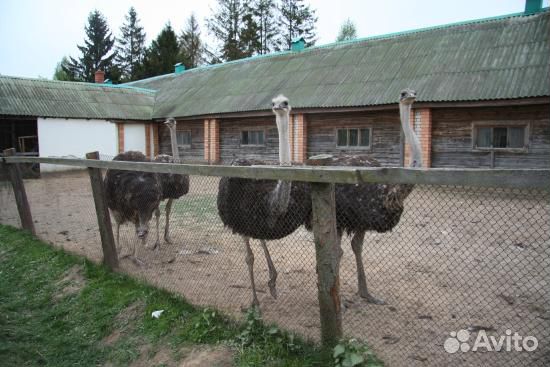Самки страуса купить на Зозу.ру - фотография № 2