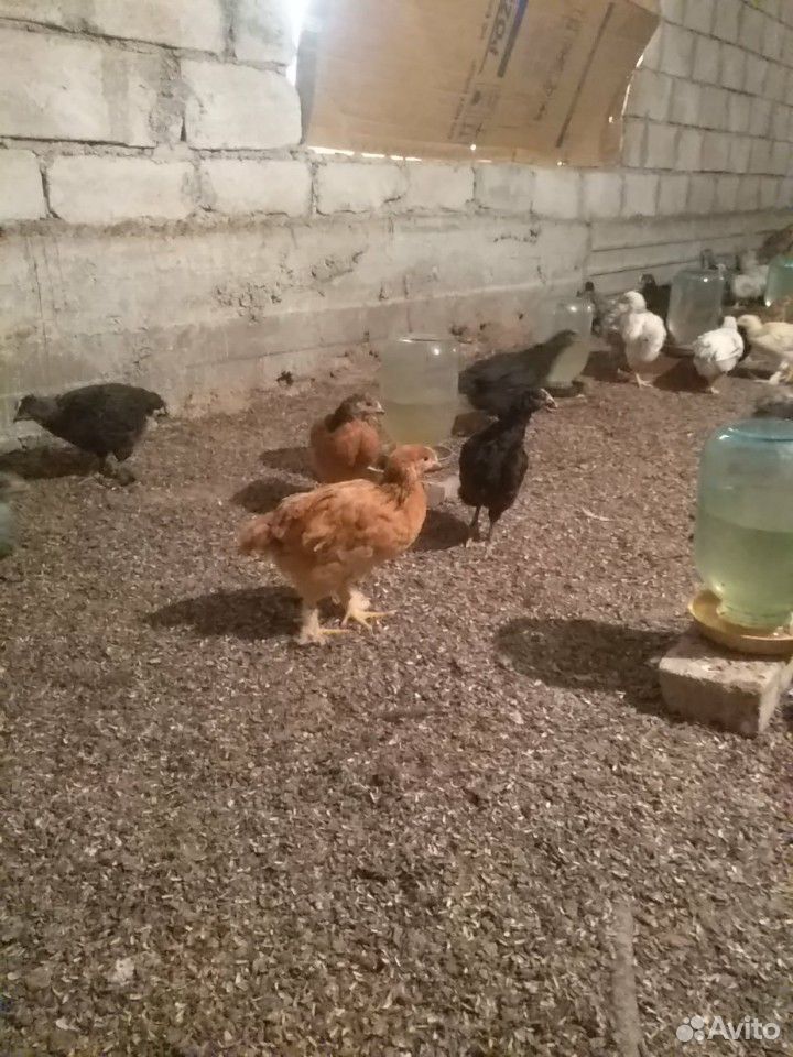 Цыплята 45 дневные купить на Зозу.ру - фотография № 5