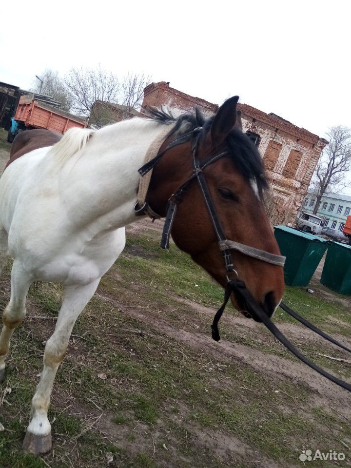 Продам коня с телегой, сани купить на Зозу.ру - фотография № 1