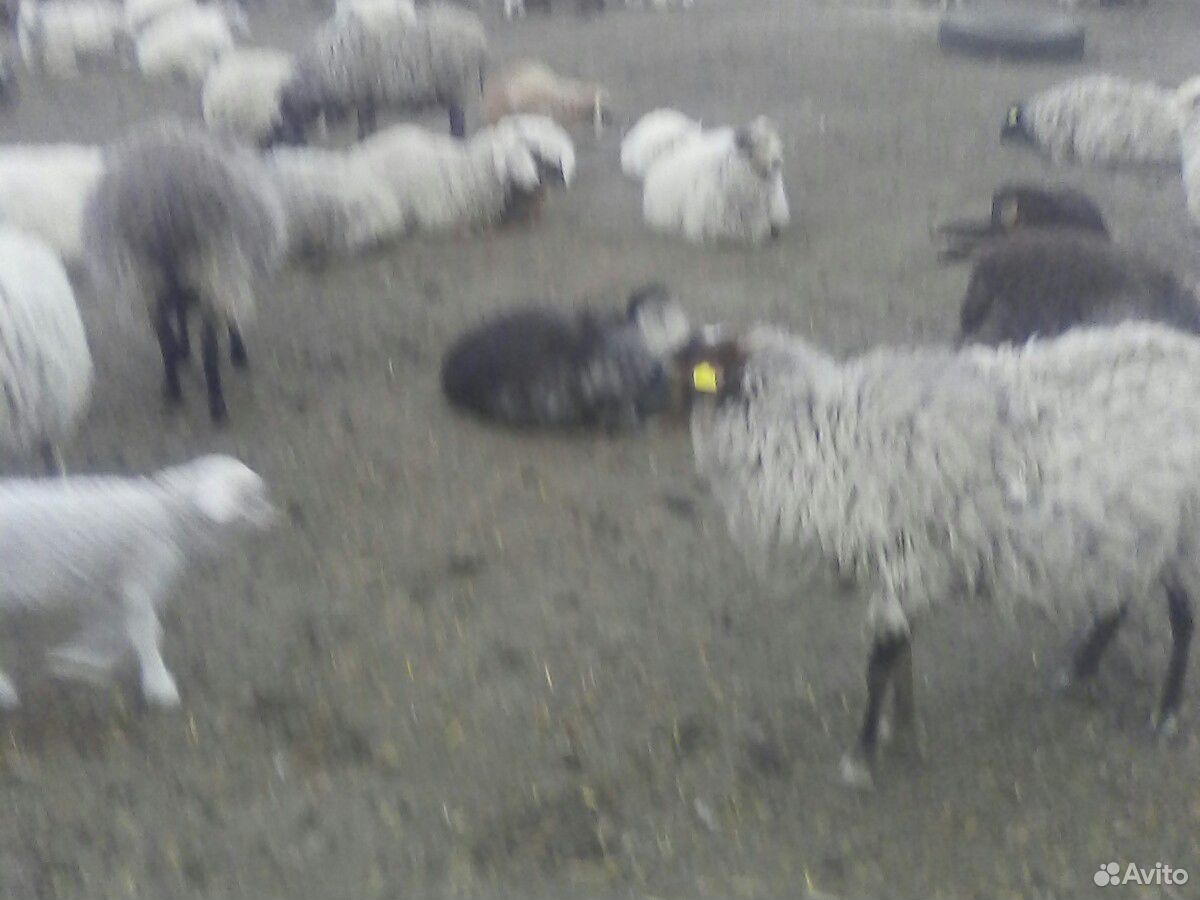 Овцы ягняты бараны козы купить на Зозу.ру - фотография № 1
