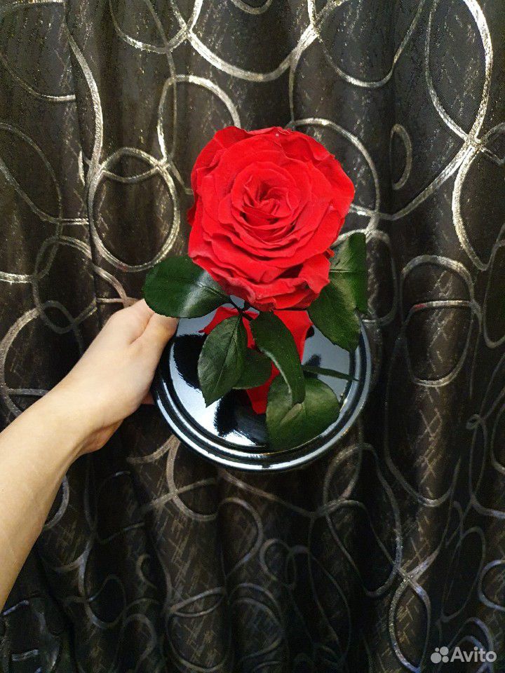 Живая роза в колбе купить на Зозу.ру - фотография № 7