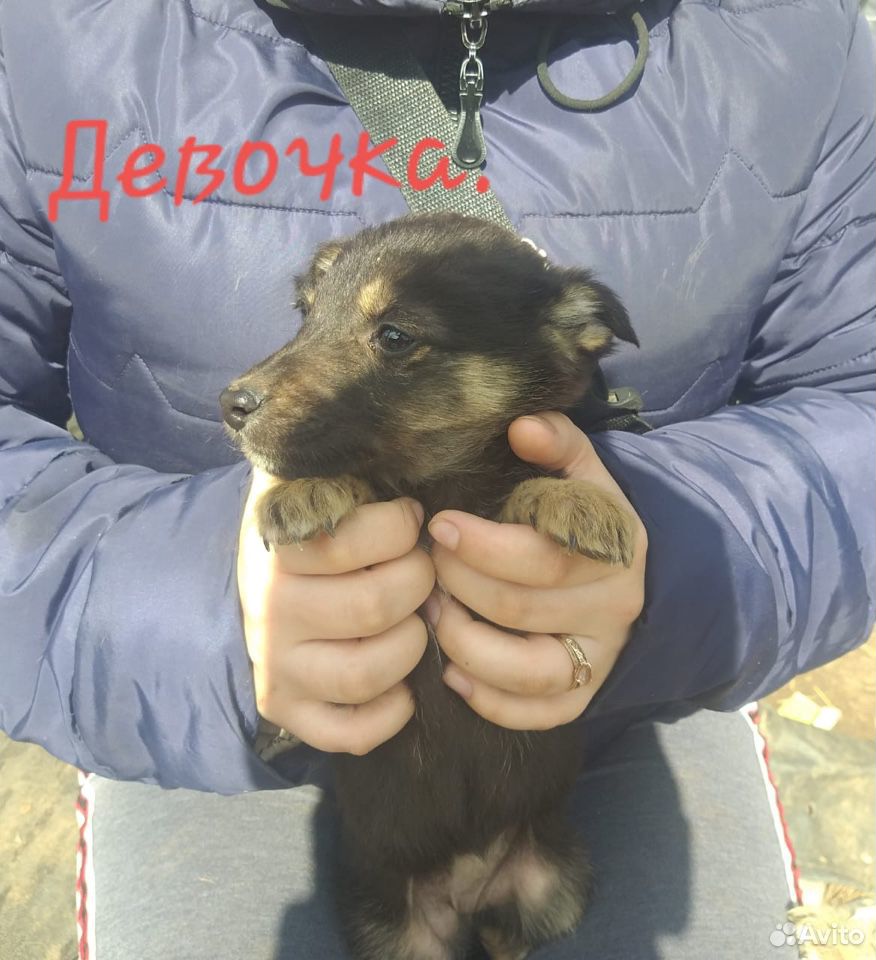 Собаки купить на Зозу.ру - фотография № 7