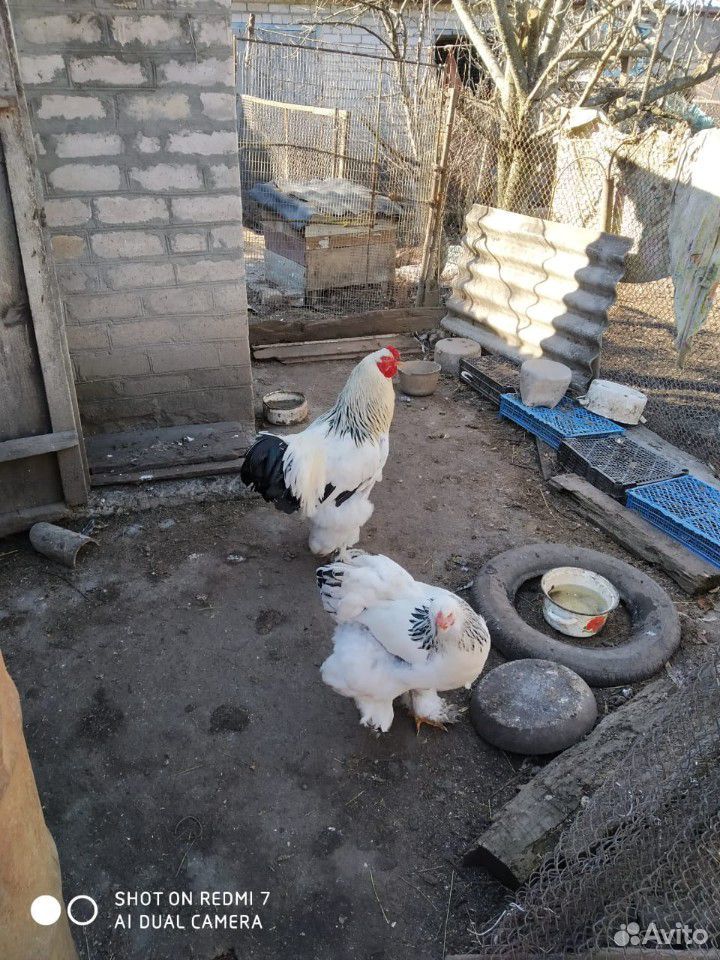 Цыплята, брама купить на Зозу.ру - фотография № 1